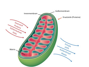 Mitochondrium.001